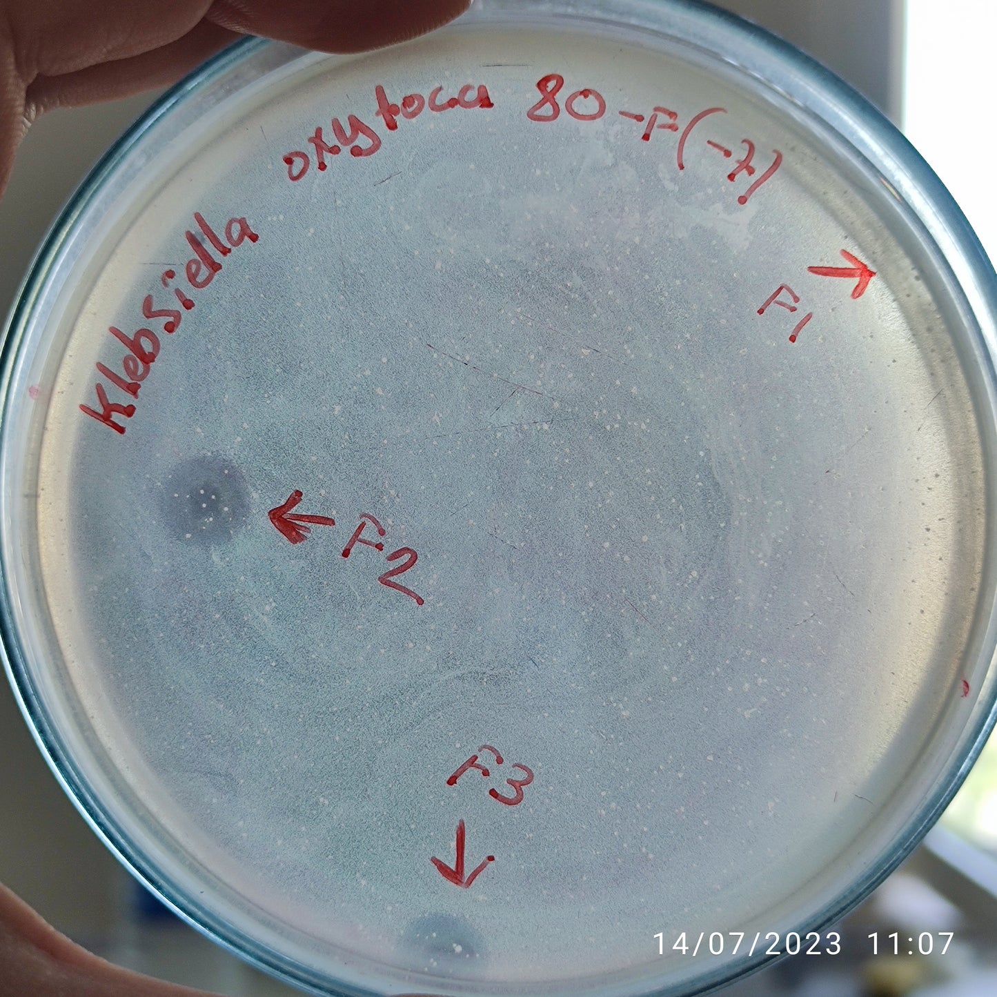 Klebsiella oxytoca bacteriophage 188080F
