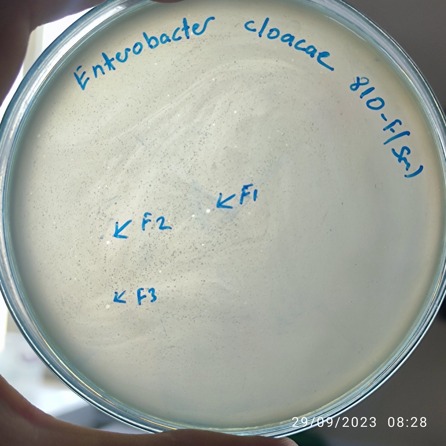 Enterobacter cloacae bacteriophage 200810F