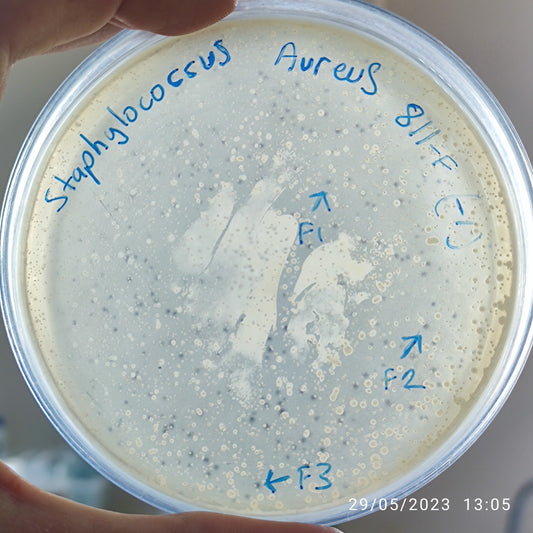 Staphylococcus aureus bacteriophage 152811F