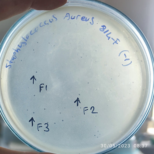 Staphylococcus aureus bacteriophage 152814F