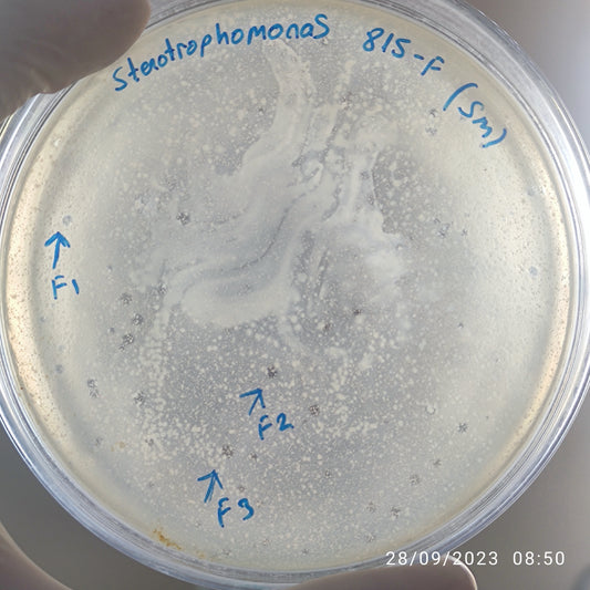Stenotrophomonas maltophilia bacteriophage 200815F