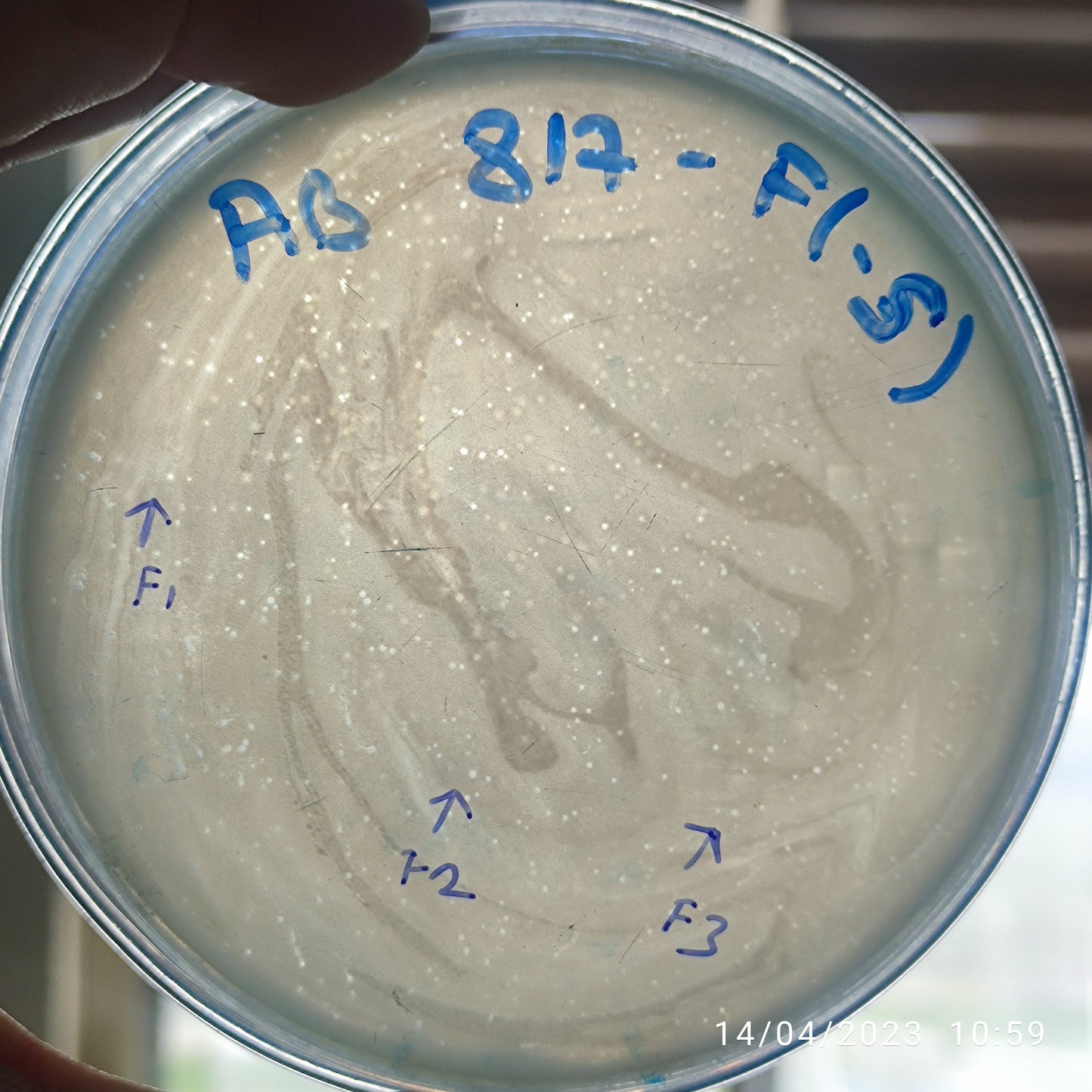 Acinetobacter baumannii bacteriophage 120817F