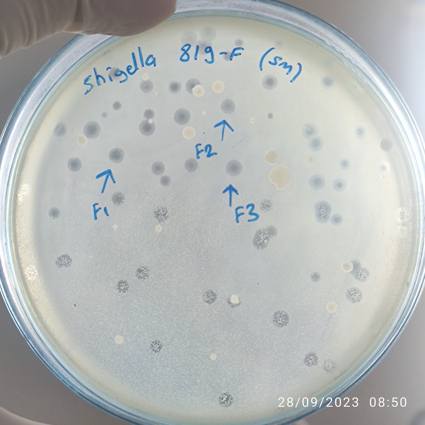 Shigella bacteriophage 200819F