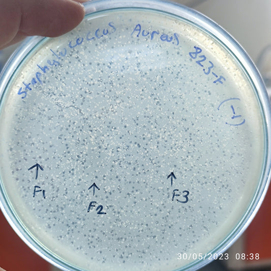 Staphylococcus aureus bacteriophage 152823F