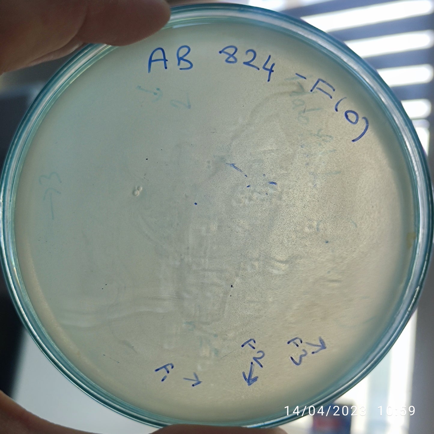 Acinetobacter baumannii bacteriophage 120824F