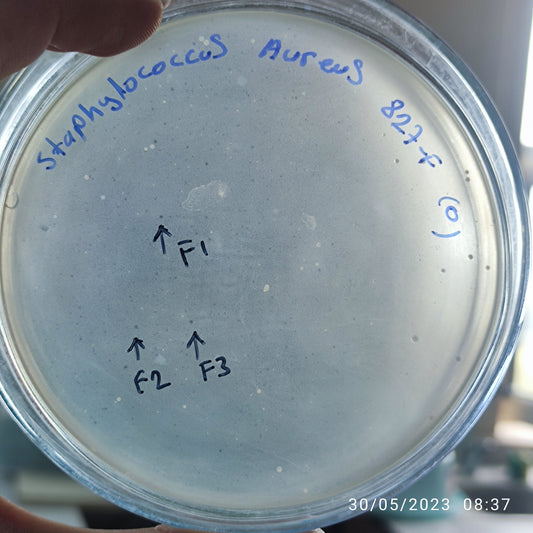 Staphylococcus aureus bacteriophage 152827F