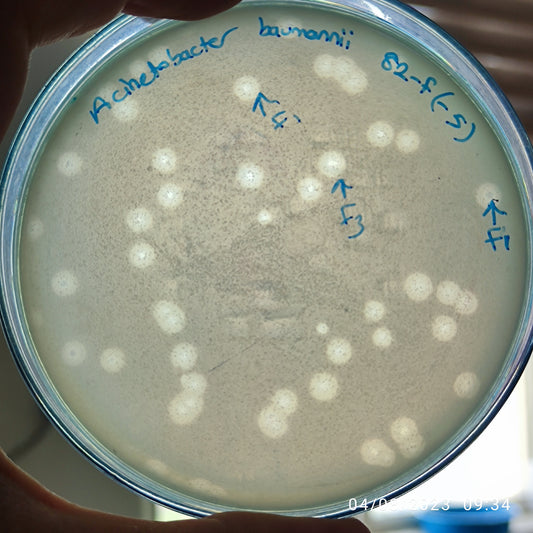 Acinetobacter baumannii bacteriophage 120082F