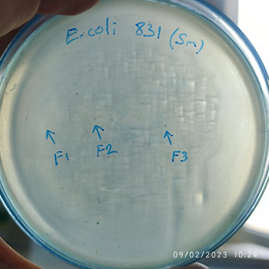 Escherichia coli bacteriophage 100831F