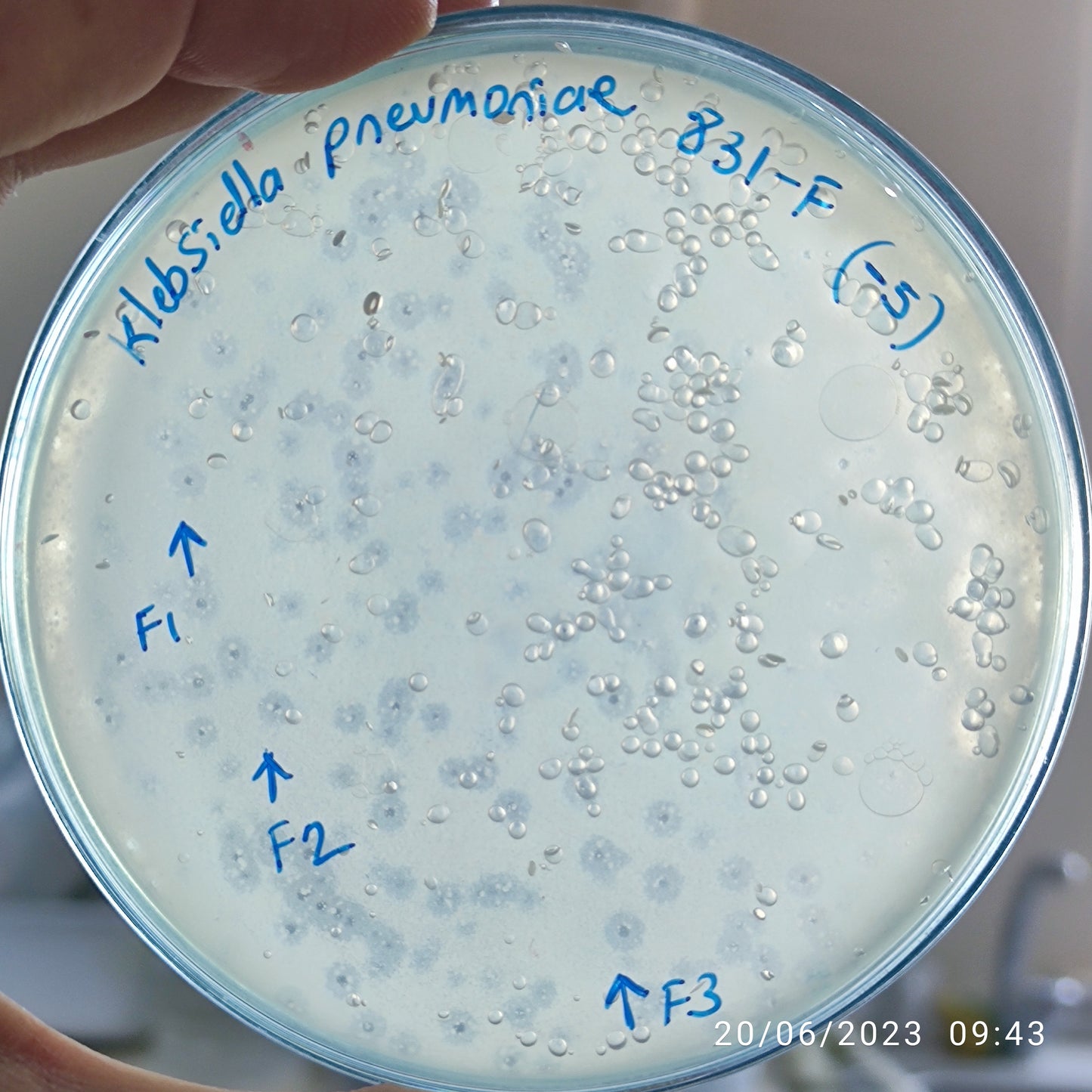 Klebsiella pneumoniae bacteriophage 180831F