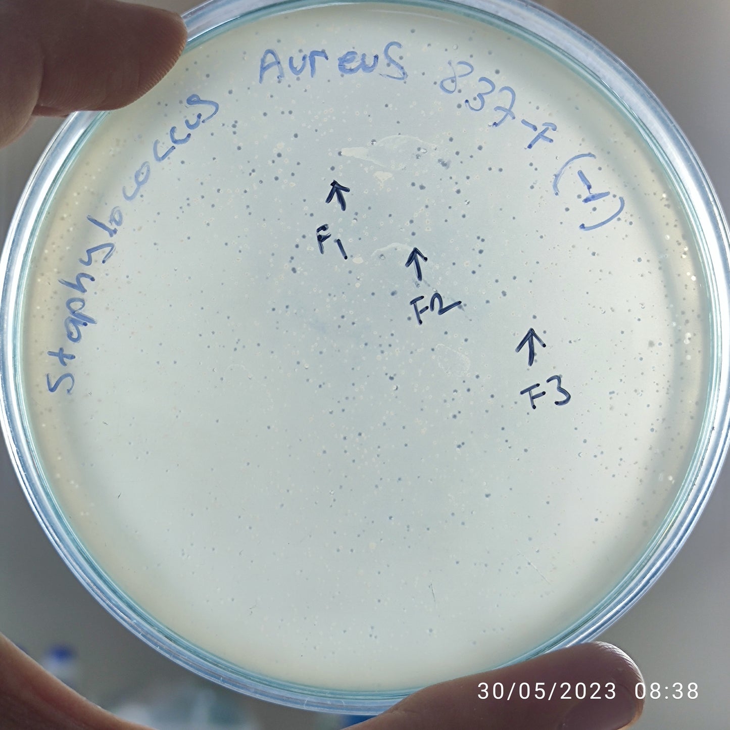 Staphylococcus aureus bacteriophage 152837F
