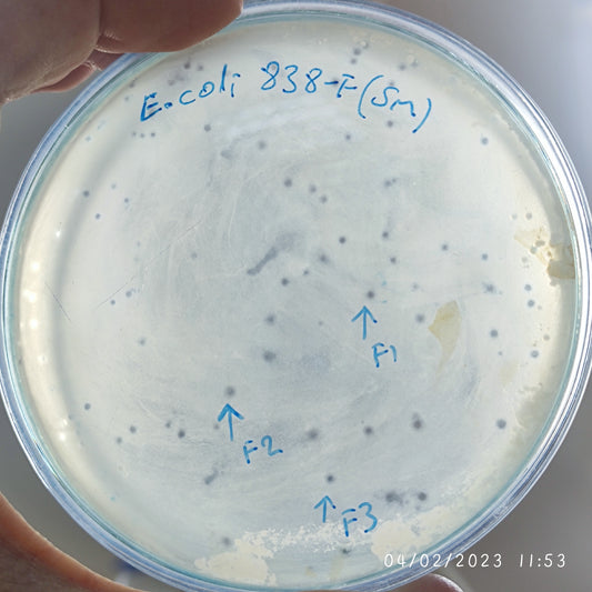 Escherichia coli bacteriophage 100838F