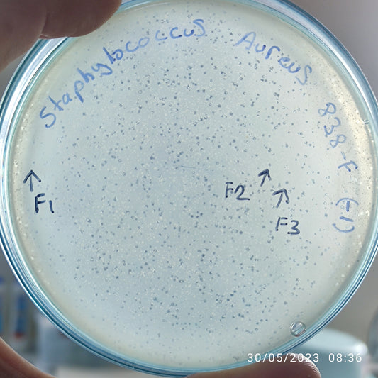 Staphylococcus aureus bacteriophage 152838F