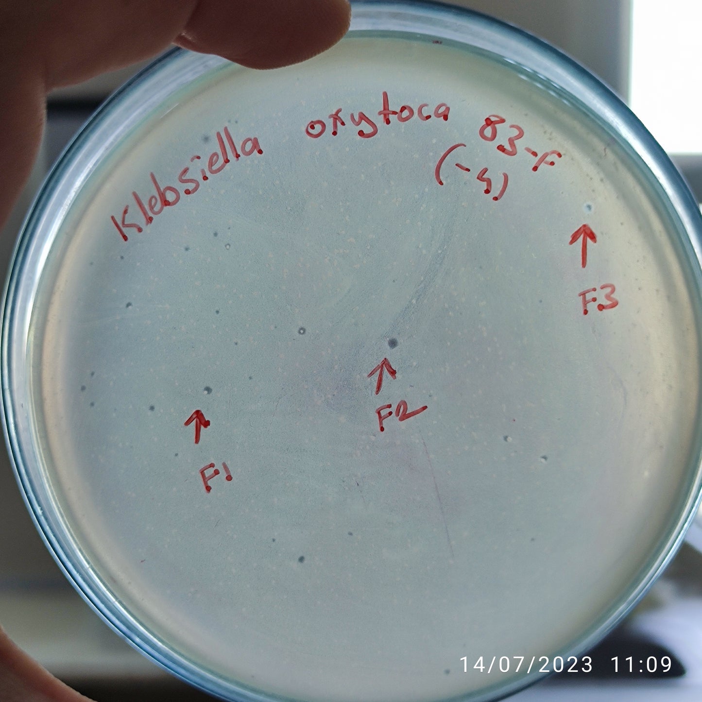 Klebsiella oxytoca bacteriophage 188083F