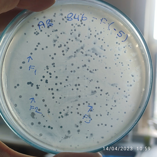 Acinetobacter baumannii bacteriophage 120846F