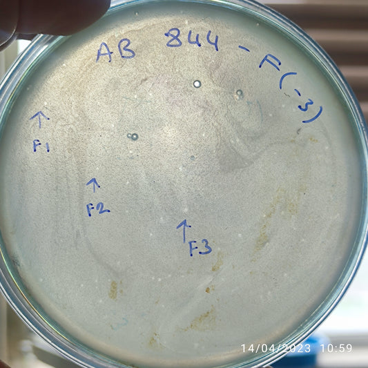 Acinetobacter baumannii bacteriophage 120844F