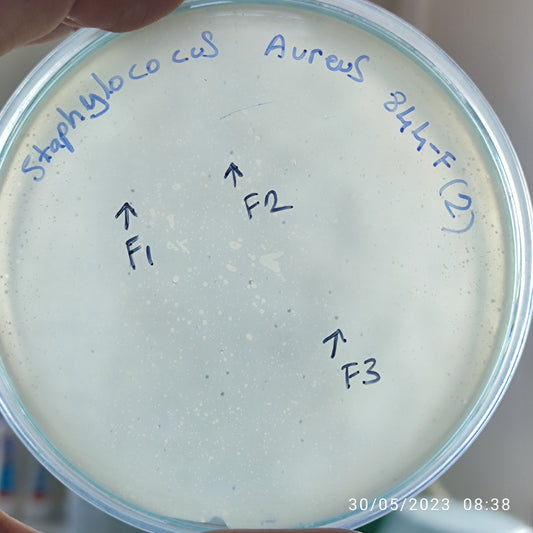 Staphylococcus aureus bacteriophage 152844F