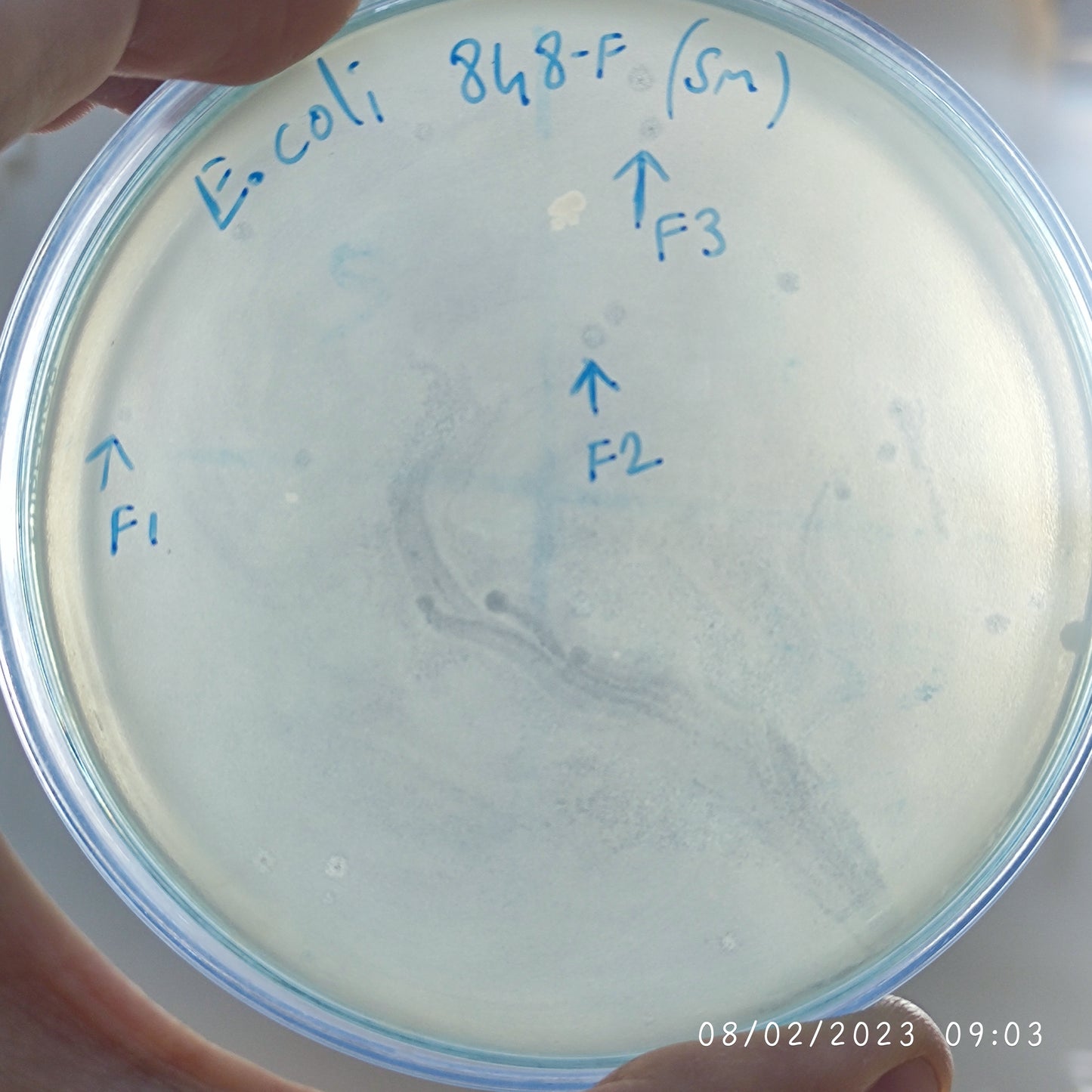 Escherichia coli bacteriophage 100848F