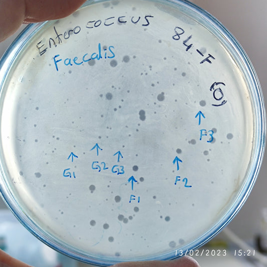 Enterococcus faecalis bacteriophage 110084F