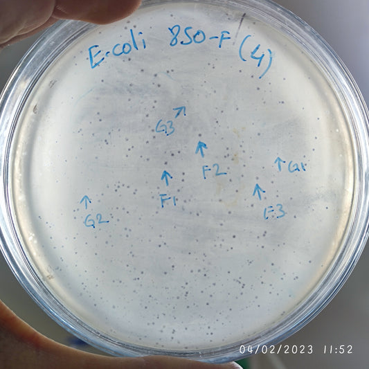 Escherichia coli bacteriophage 100850F