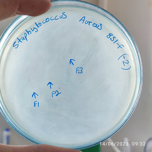 Staphylococcus aureus bacteriophage 152851F