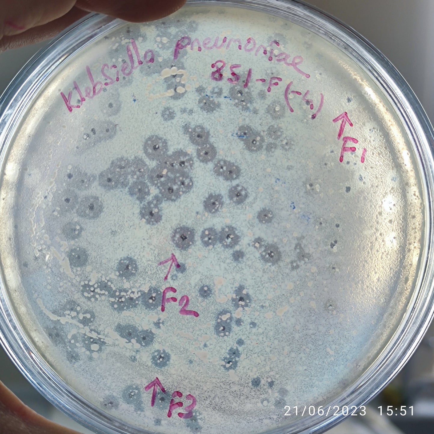 Klebsiella pneumoniae bacteriophage 180851F