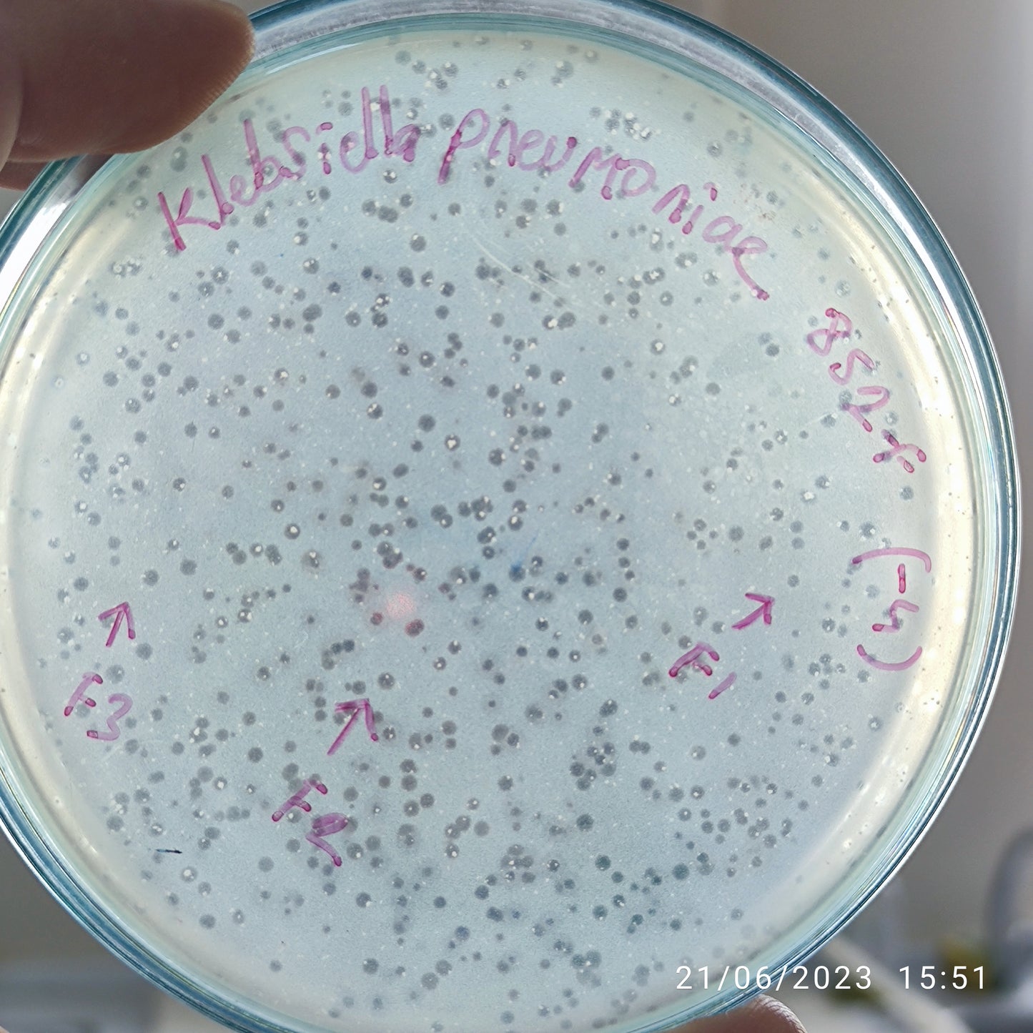 Klebsiella pneumoniae bacteriophage 18852F