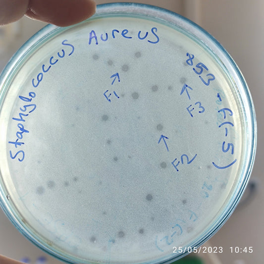 Staphylococcus aureus bacteriophage 152853F