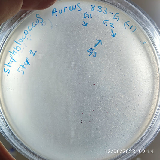 Staphylococcus aureus bacteriophage 152853G