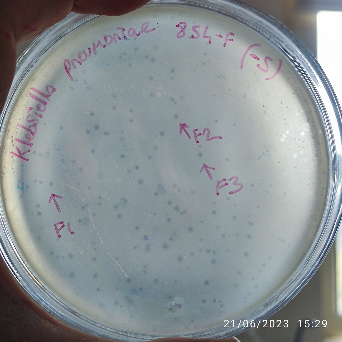 Klebsiella pneumoniae bacteriophage 180854F