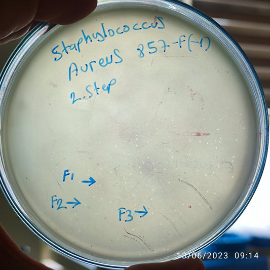 Staphylococcus aureus bacteriophage 152857F