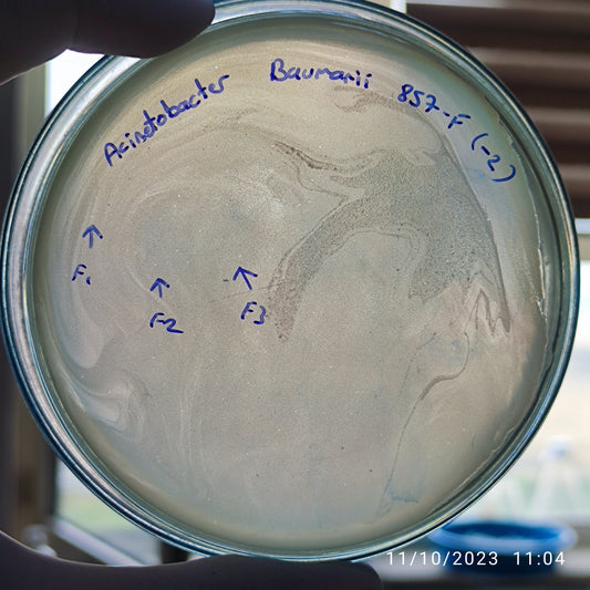 Acinetobacter baumannii bacteriophage 120857F