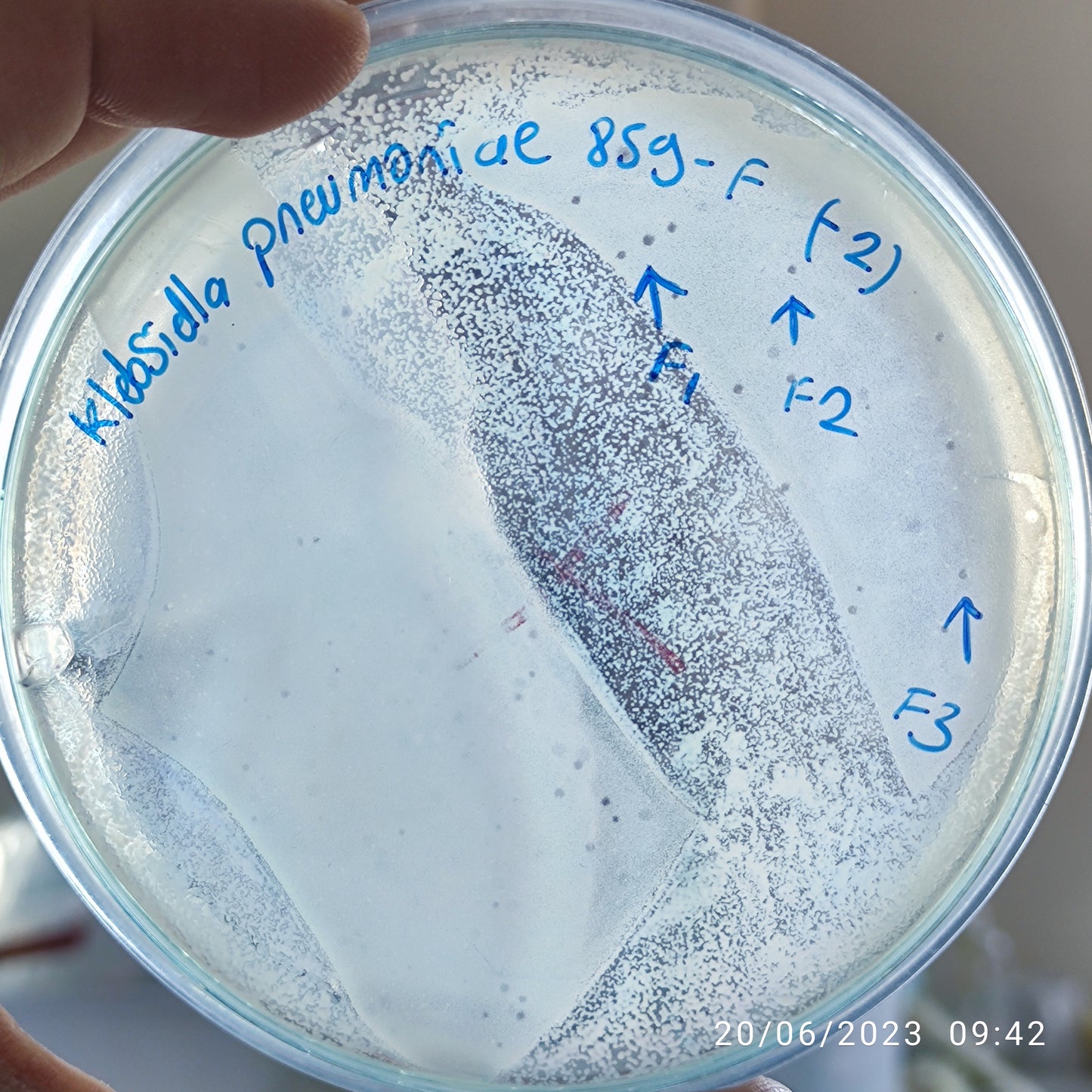 Klebsiella pneumoniae bacteriophage 180859F