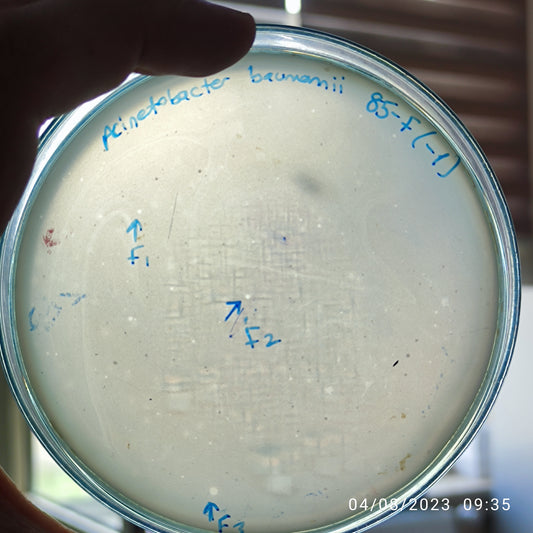 Acinetobacter baumannii bacteriophage 120085F