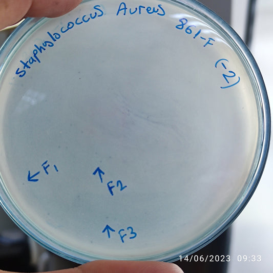 Staphylococcus aureus bacteriophage 152861F