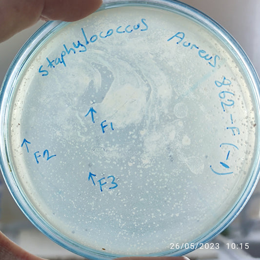 Staphylococcus aureus bacteriophage 152862F