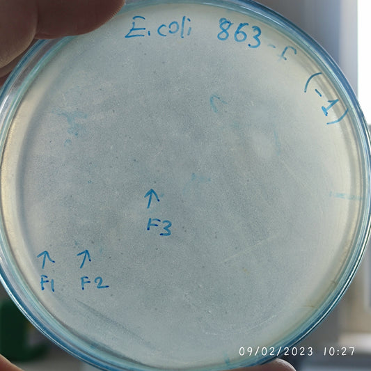 Escherichia coli bacteriophage 100863F