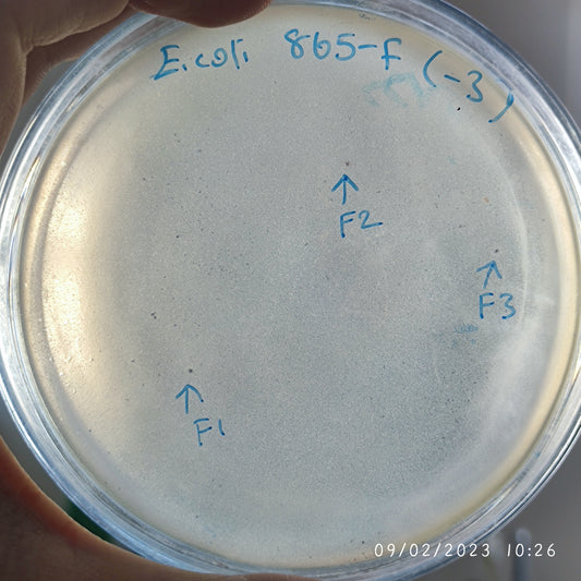 Escherichia coli bacteriophage 100865F