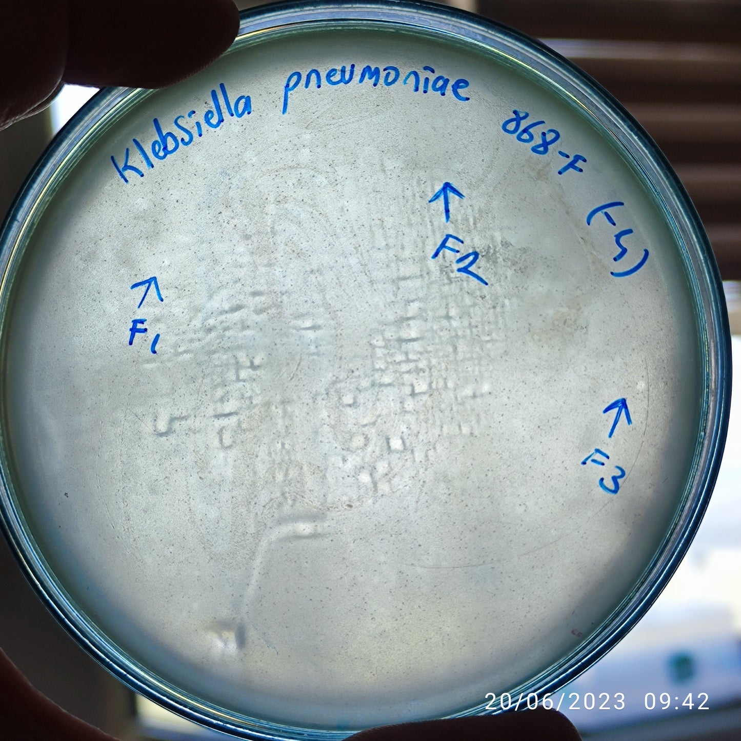 Klebsiella pneumoniae bacteriophage 180868F