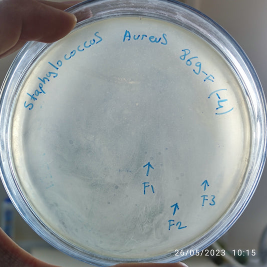 Staphylococcus aureus bacteriophage 152869F