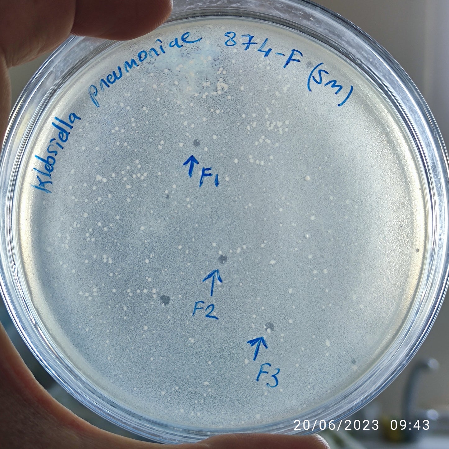 Klebsiella pneumoniae bacteriophage 180874F