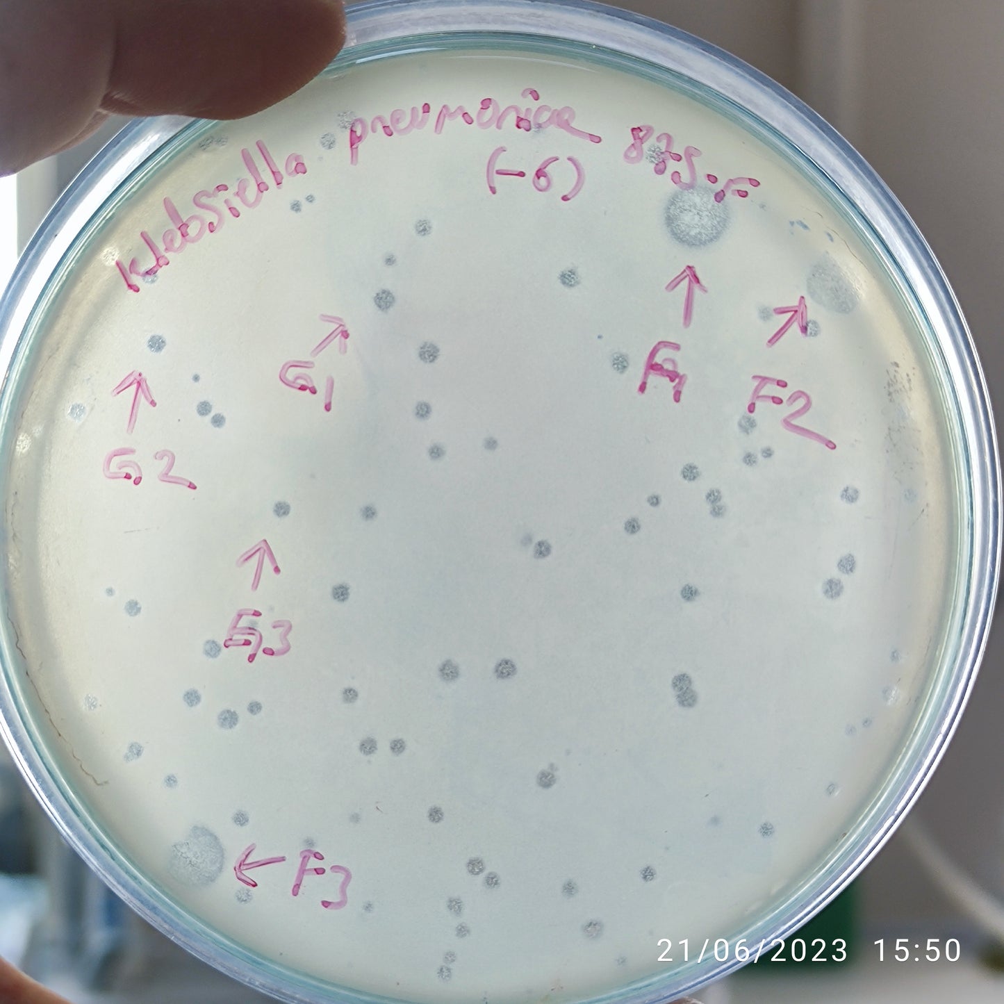 Klebsiella pneumoniae bacteriophage 180875F