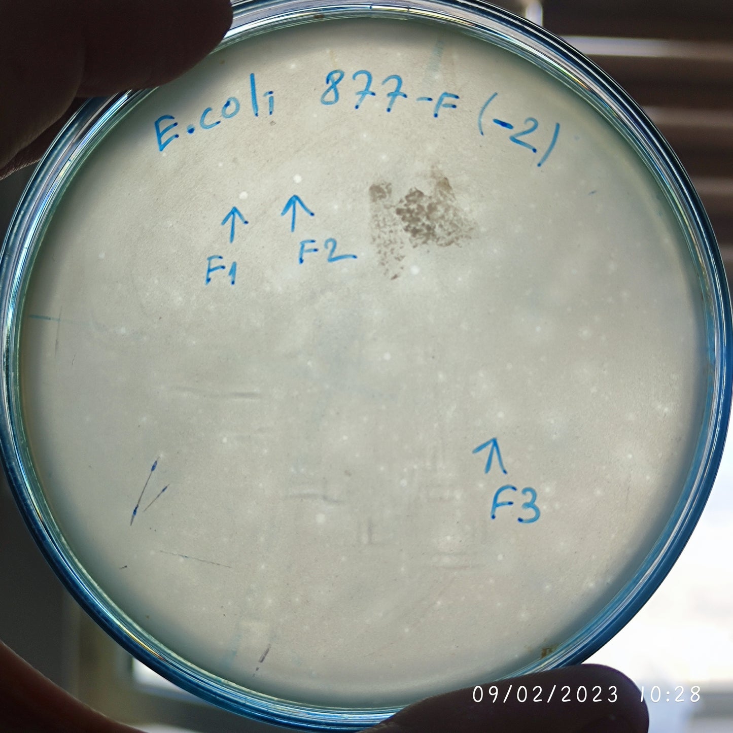 Escherichia coli bacteriophage 100877F