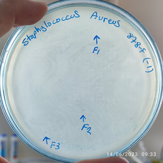 Staphylococcus aureus bacteriophage 152878F