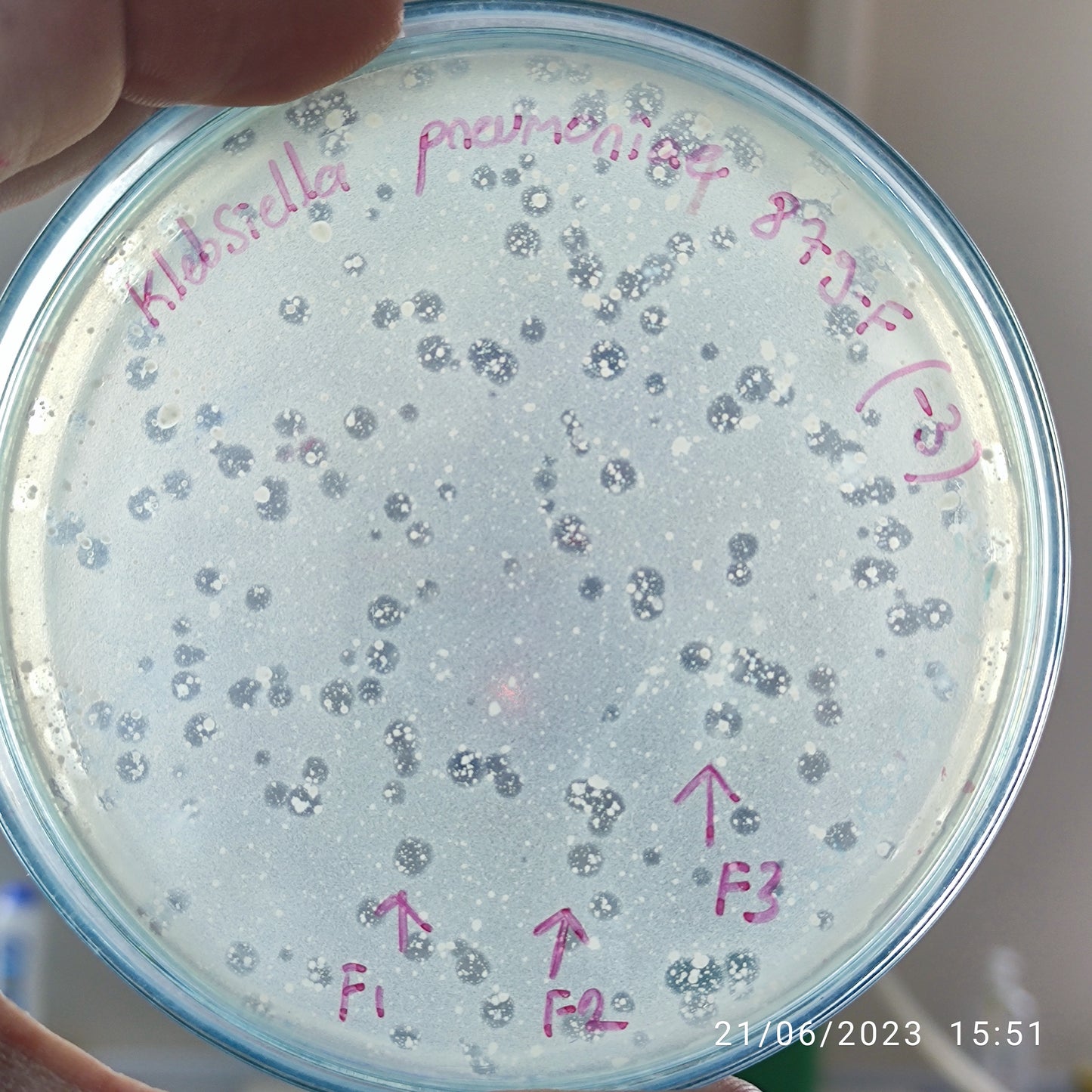 Klebsiella pneumoniae bacteriophage 180879F