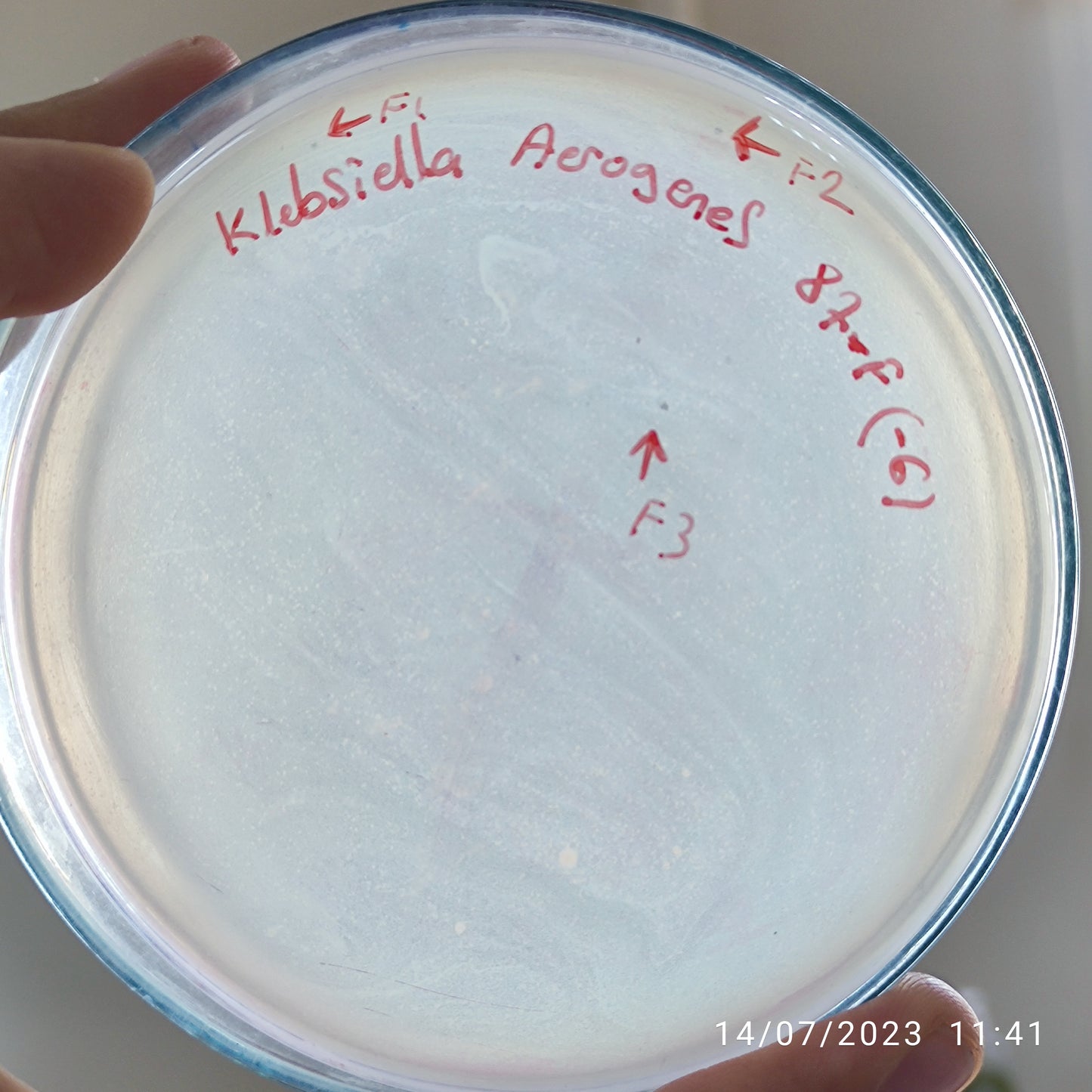 Klebsiella aerogenes bacteriophages 188087F