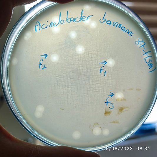 Acinetobacter baumannii bacteriophage 120087F