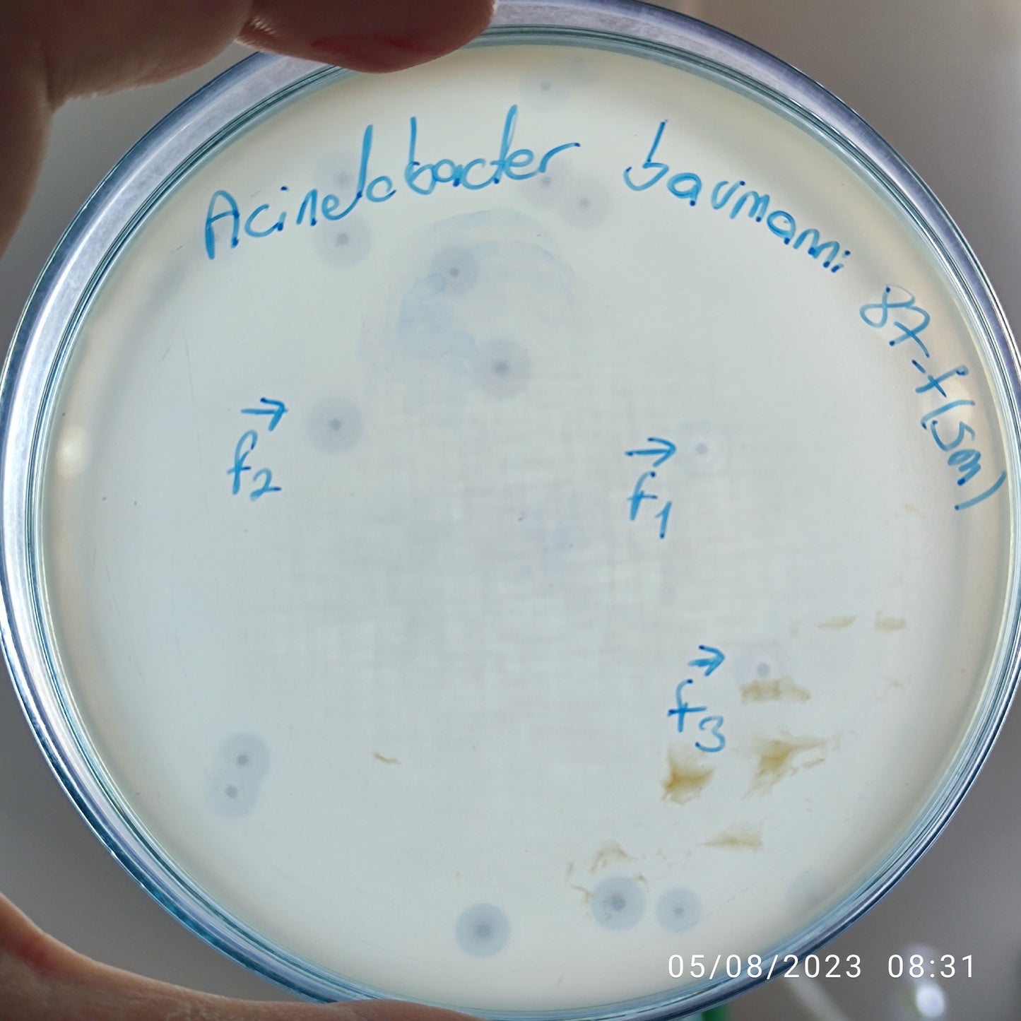 Acinetobacter baumannii bacteriophage 120087F