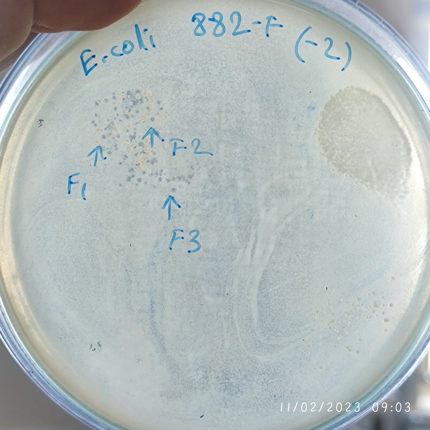 Escherichia coli bacteriophage 100882F