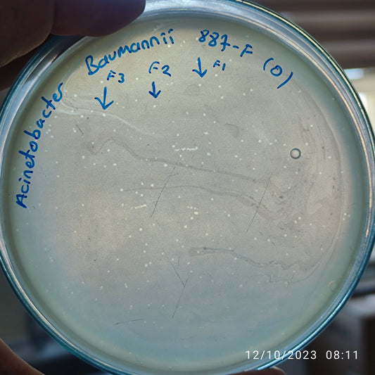 Acinetobacter baumannii bacteriophage 120887F