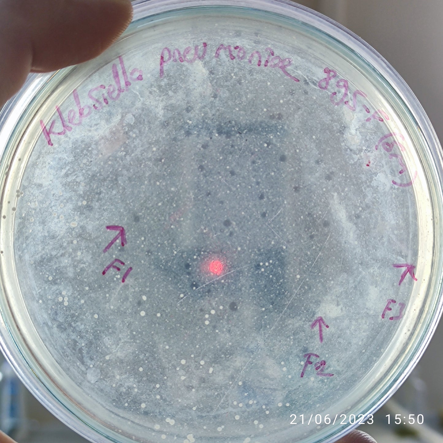 Klebsiella pneumoniae bacteriophage 180895F